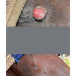 A before and after a bad sarcoid on a horse's nose that is completely gone with hair growing in after being treated with exclusively StableFeed Boosted Spirulina Chia.