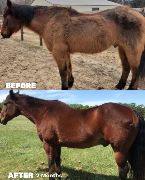 A 2 month before and after of a small bay horse on the Seasons Biome Blend. The before shows a dull, patchy coat while the after shows a bright, healthy brown coat that has grown in evenly.