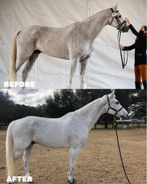Before and after of a flea bitten grey horse on the Seasons Biome Blend. The after shows increased weight to a healthy level, with appropriate muscle growth.