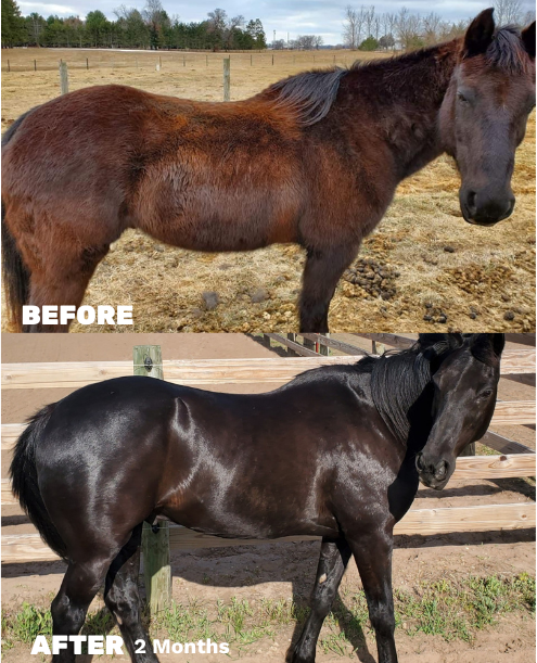 A before and after of a 26 year old horse on Seasons Biome Blend. The before shows a dull, patchy winter coat while the after shows the shiny, glowing and even summer coat grown in.