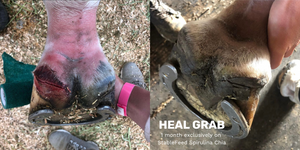 The 1 month before and after of a heal grab wound treated with Spirulina Chia. The before is red and inflamed with a bad cut on the heel bulb while the after shows the redness, cut and irritation gone. 