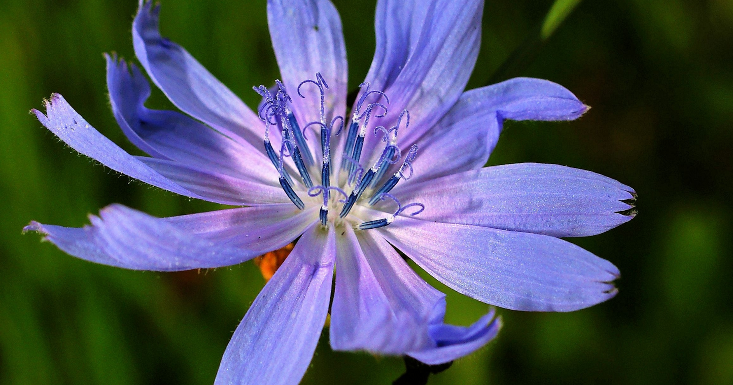 Ingredient Spotlight: Chicory Root