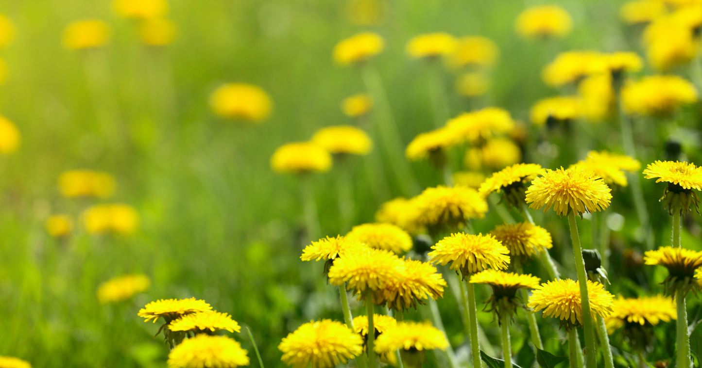 Ingredient Spotlight: Dandelion