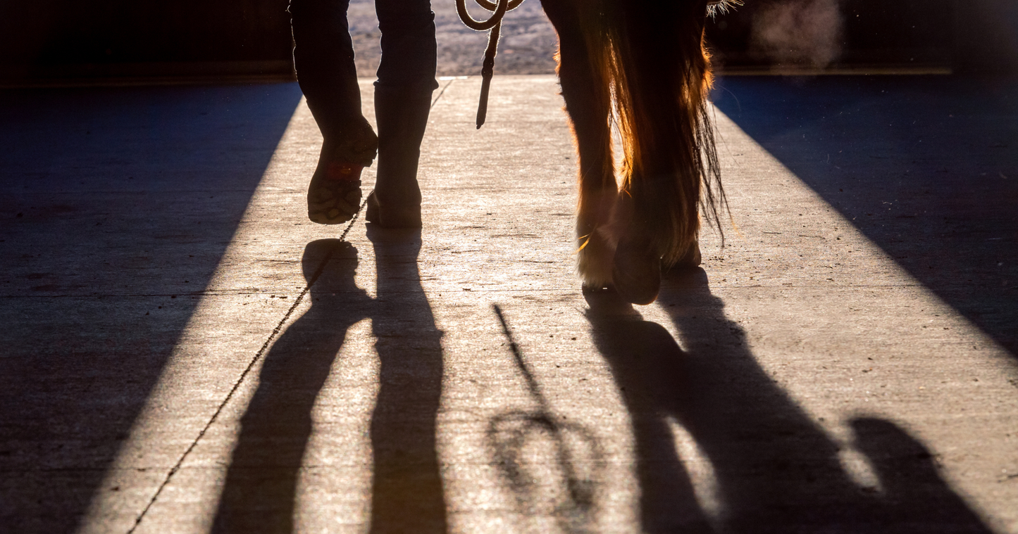 Vitamins & Minerals for Horses