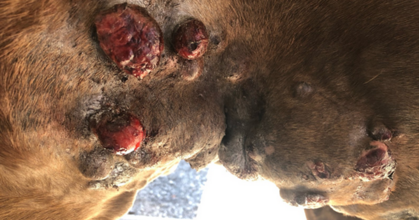 Horse Sarcoid: What is it & How to Treat it