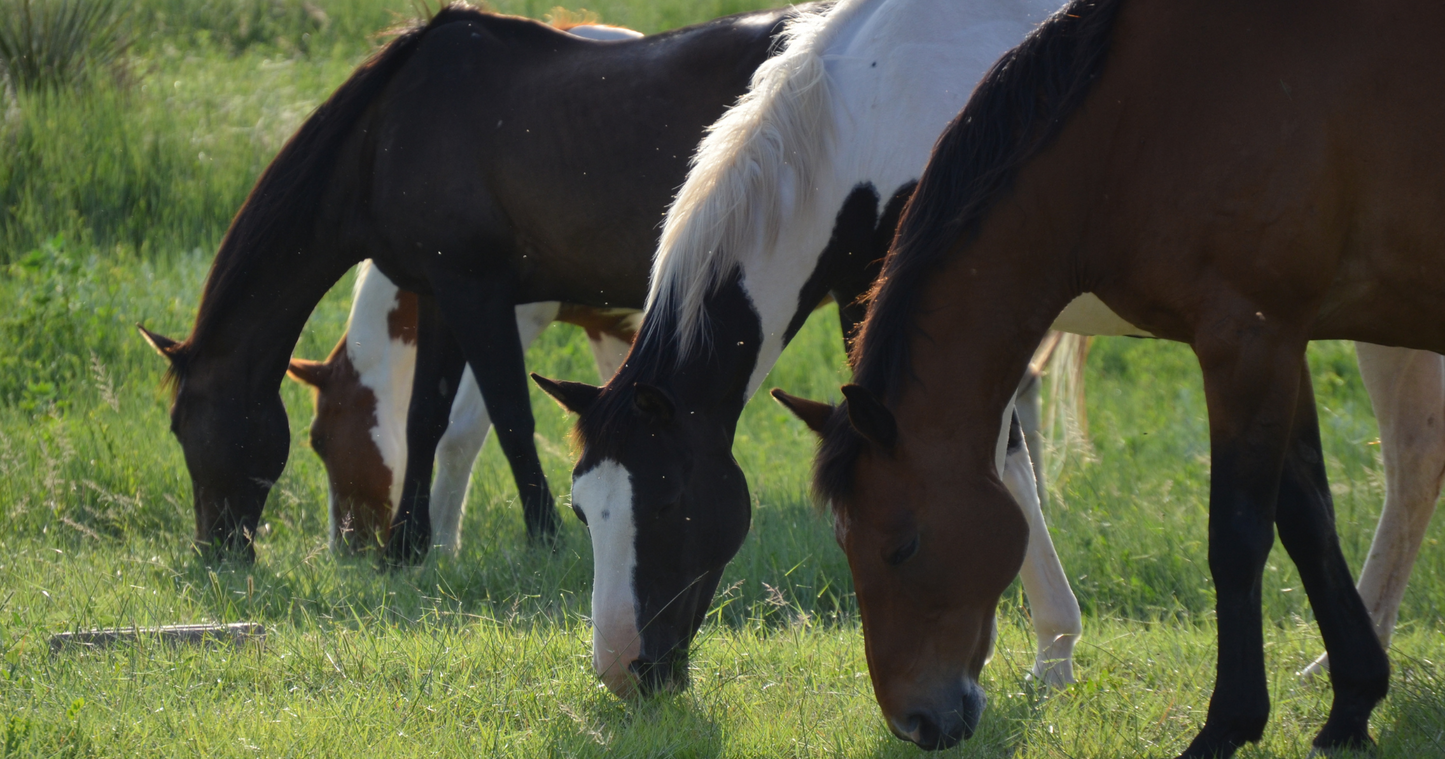 Hindgut & Its Importance to the Horse