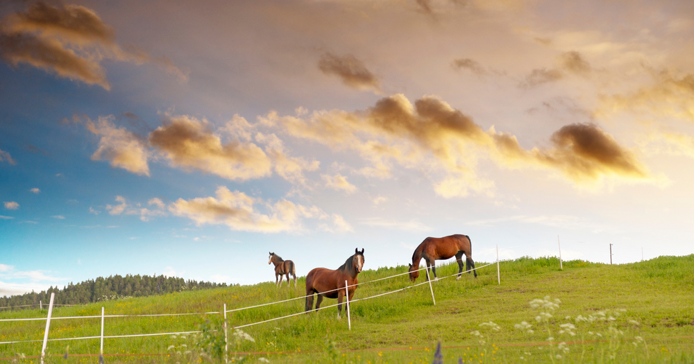 How Weed Control in Pastures Affects Horse Health