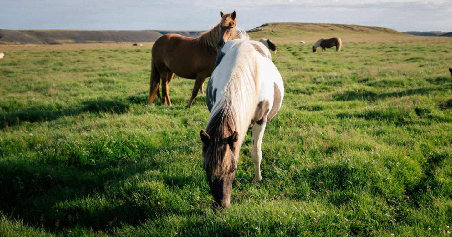 horses-digestive-health-forage