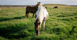 horses-digestive-health-forage