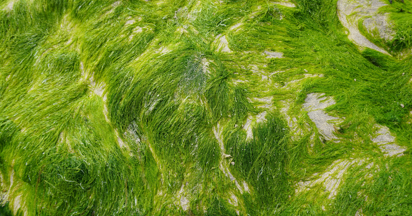Ingredient Spotlight: Spirulina