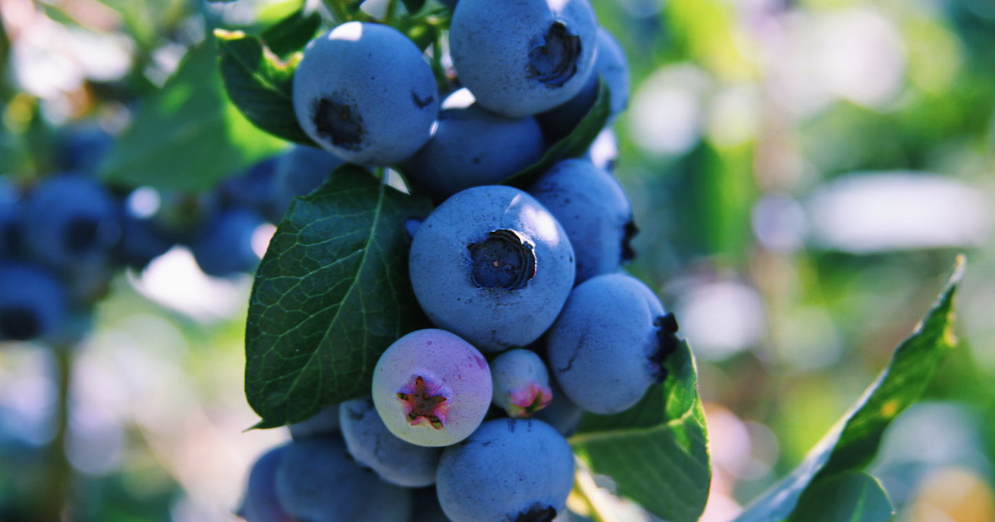 Ingredient Spotlight: Blueberries