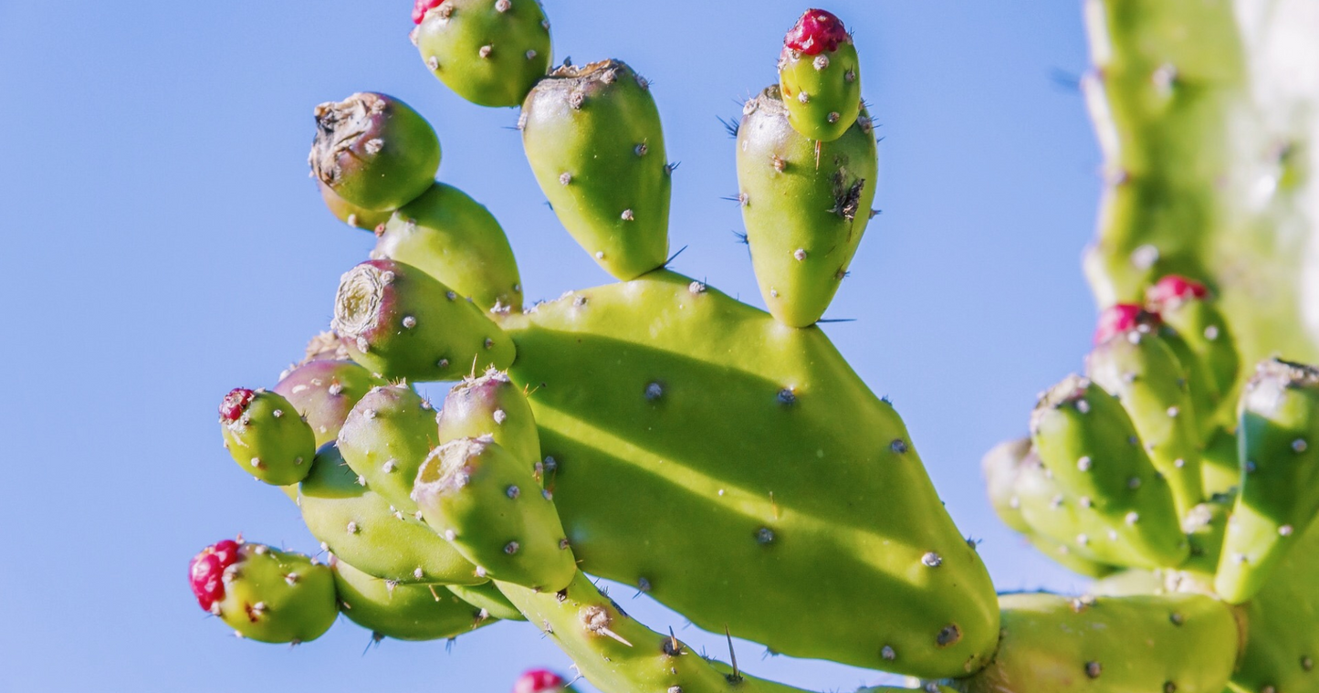 Ingredient Spotlight: Prickly Pear