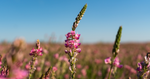 What is Sainfoin?