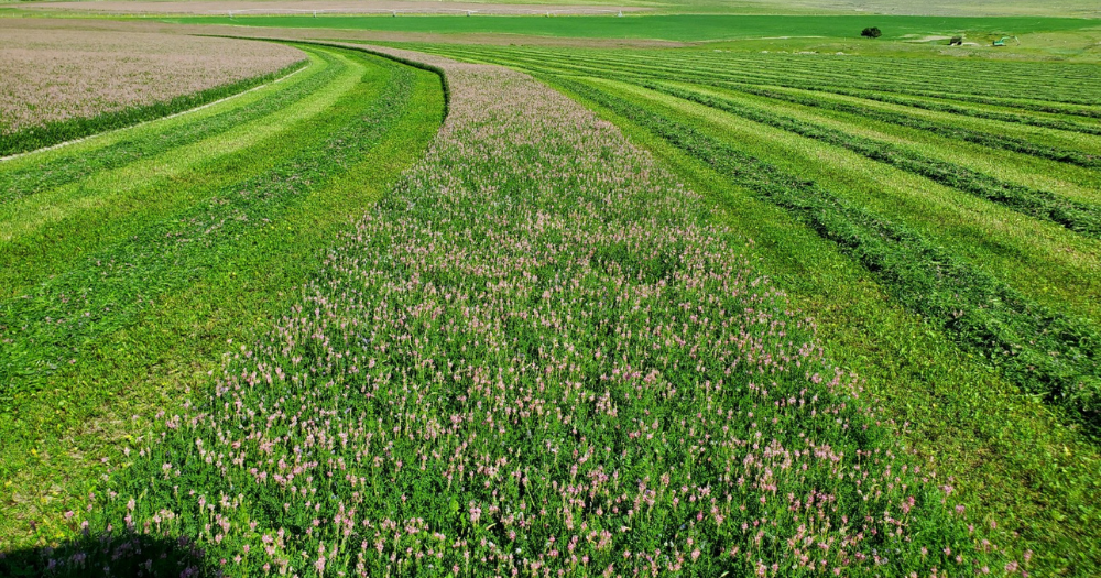 Reviving Sainfoin in the Midwest and Greater United States