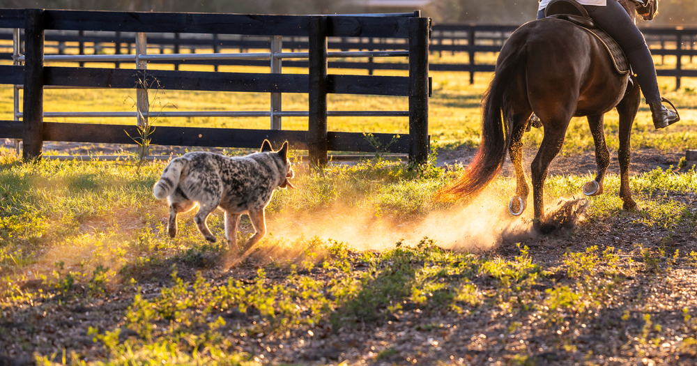 Real Food for Horses