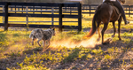 Real Food for Horses