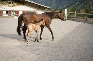 Can Horse Food Supplements Offer Hope For A Healthy Horse?