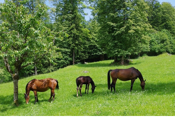 How Weed Control in Pastures Affects Horse Health