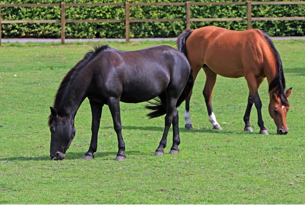 Hindgut & Its Importance to the Horse