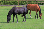 Hindgut & Its Importance to the Horse