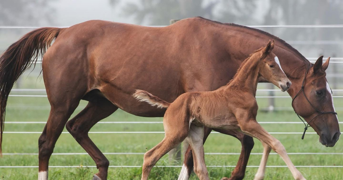 Caring for Pregnant or Lactating Mares & Foals