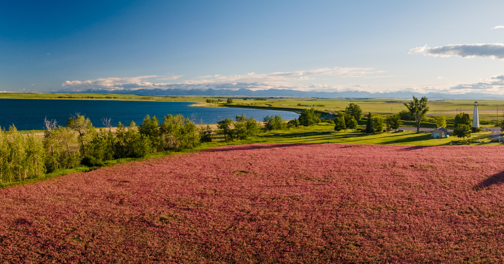 Forage First For Your Horse's Diet
