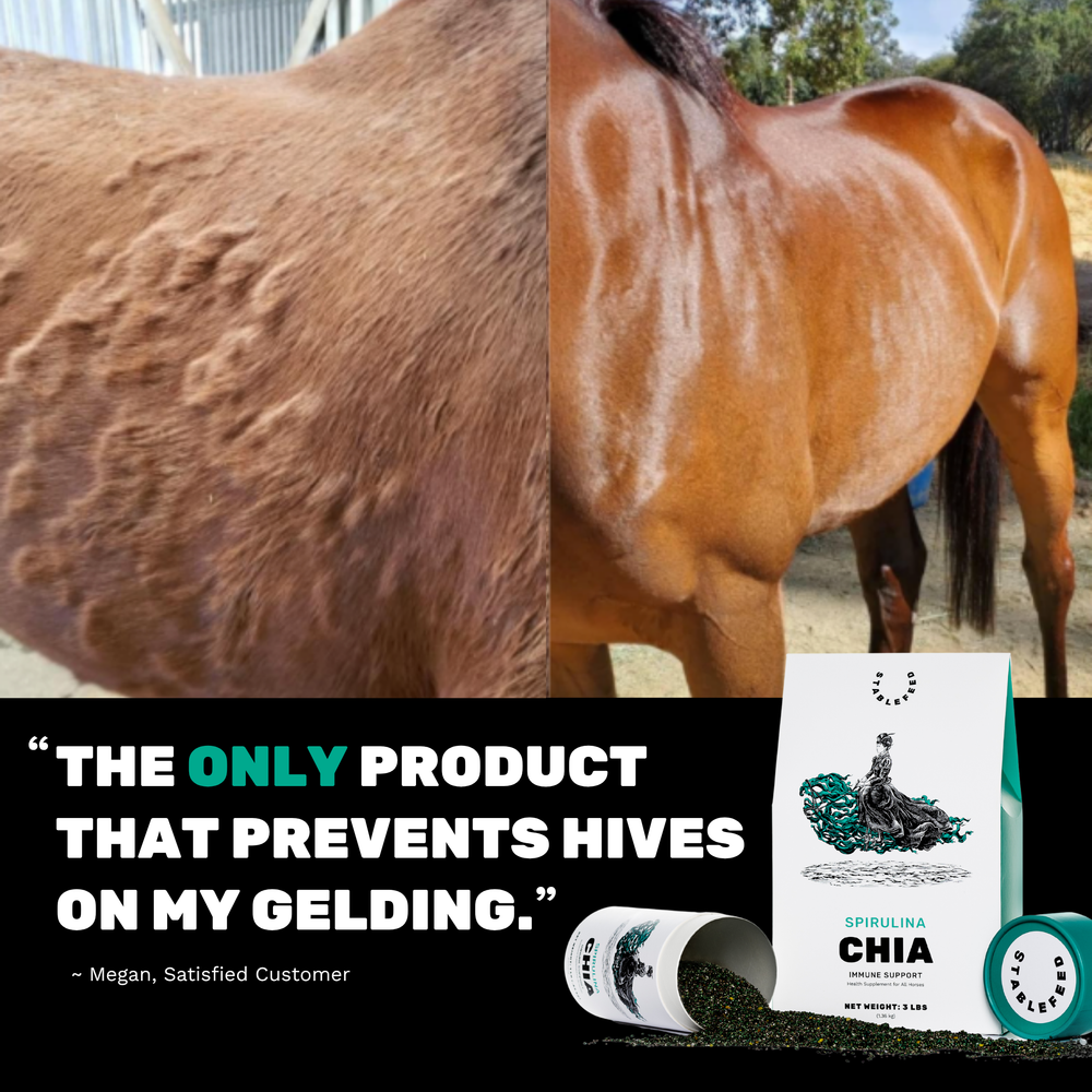 Spirulina - Immune Support
