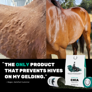 Spirulina - Immune Support