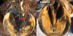 The before and after of a horse's front right hoof with a bad canker on the heel bulb treated with Boosted Spirulina Chia. After 1 year the canker is completed healed