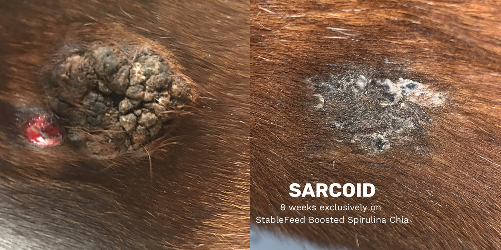 The before and after of a sarcoid on a horse's stomach on his stomach right behind his stomach where the girth goes, treated with Boosted Spirulina Chia. The before shows the sarcoid roughly the size of a quarter and the after shows the piece as completely fallen off after 8 weeks.