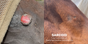 
            
                Load image into Gallery viewer, After a year on exclusively Boosted Spirulina Chia the sarcoid that was about the size of a quarter on this horse&amp;#39;s nose is completely gone with hair growing in over the area. 
            
        