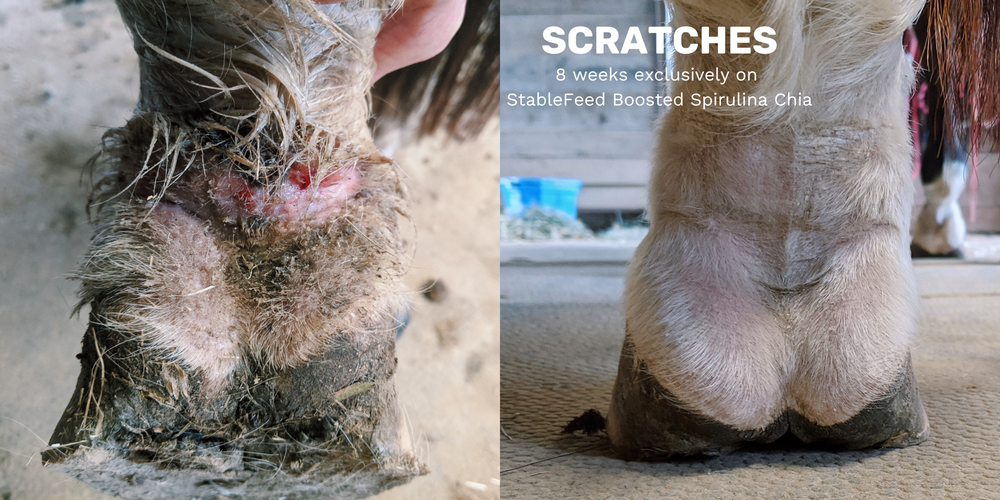 After 8 weeks on Boosted Spirulina Chia a bad case on scratches on a horse's pastern is healed, with redness gone, skin healed over and hair growing back in.