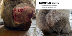 The before and after of a bad summer sore on a horse's heel bulb treated with Boosted Spirulina Chia. The after shows the summer sore gone, inflammation and redness gone.