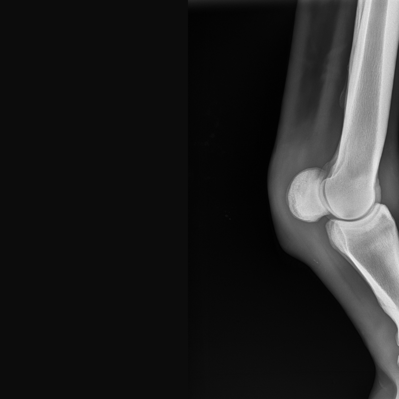An X-Ray of a horse's leg.