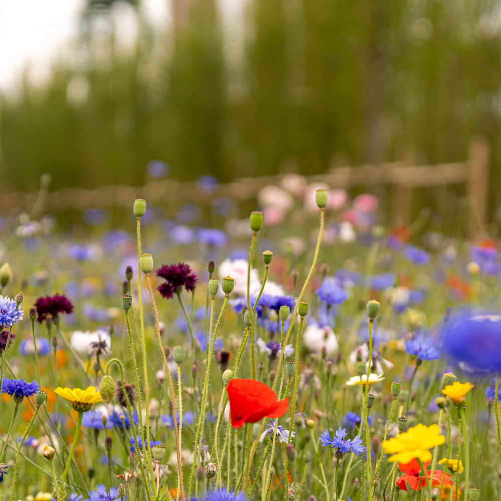 A field of wild flowers.