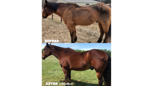 
            
                Load image into Gallery viewer, A 2 month before and after of a small bay horse on the Seasons Biome Blend. The before shows a dull, patchy coat while the after shows a bright, healthy brown coat that has grown in evenly.
            
        