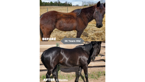 A before and after of a 26 year old horse on Seasons Biome Blend. The before shows a dull, patchy winter coat while the after shows the shiny, glowing and even summer coat grown in.