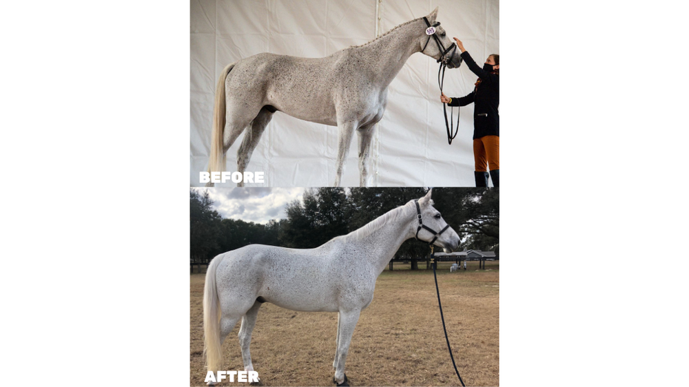 Before and after of a flea bitten grey horse on the Seasons Biome Blend. The after shows increased weight to a healthy level, with appropriate muscle growth.