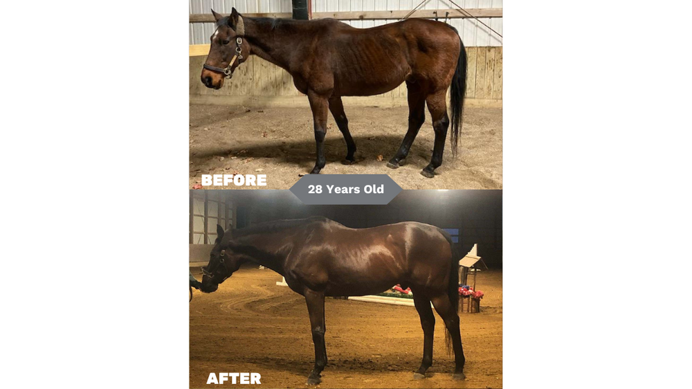 A before and after of a 28 year old bay horse on the Seasons Biome Blend feed. The before shows a dull coat, and underdeveloped muscle while the after shows a glowing coat and healthy topline.
