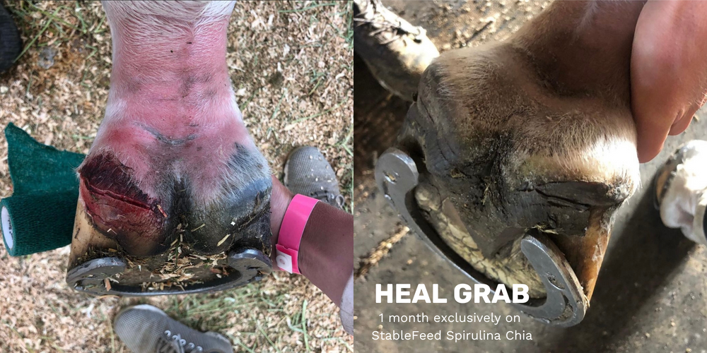 
            
                Load image into Gallery viewer, The 1 month before and after of a heal grab wound treated with Spirulina Chia. The before is red and inflamed with a bad cut on the heel bulb while the after shows the redness, cut and irritation gone. 
            
        