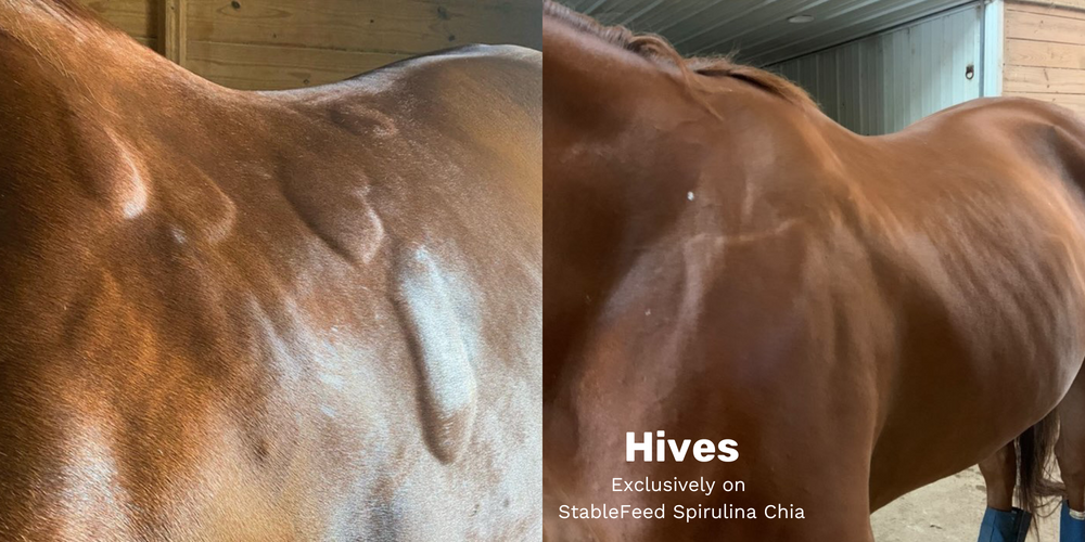 The before and after of a horse with bad hives on his neck and back treated exclusively with Spirulina Chia. The after shows the large splotches of hives calmed down with all inflammation and bumpiness gone.