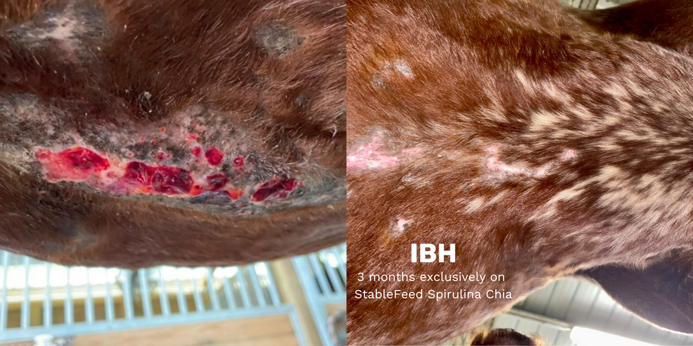 A 3 month before and after of a horse with insect bite hypersensitivity treated exclusively with Spirulina Chia. The before is red and bleeding with open scabs on the horse's stomach while the after show skin grown over and the hair growing back in.