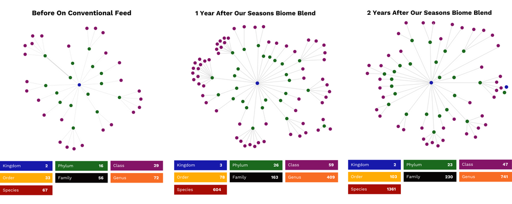 Three graphs showing our sponsored rider's horse, Theo's microbiome diversity before, during and after feeding StableFeed products. The during and after graphs showed increased population and diversity in the microbiome. 